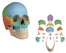 Model anatomiczny czaszka człowieka dydaktyczna
