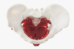 Model anatomiczny mięśni dna miednicy kobiety, 12 części